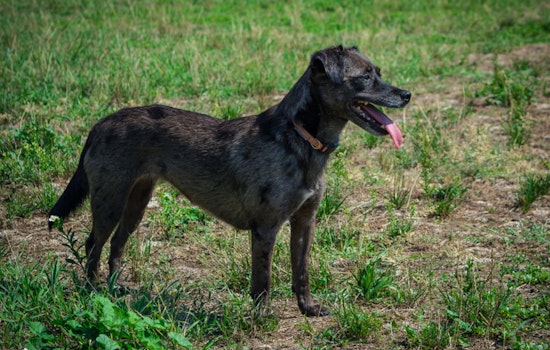 Staring Lake Dog Park in Eden Prairie to Close for a Week of Safety Upgrades