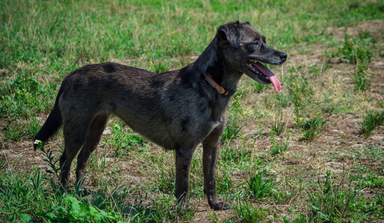 Staring Lake Dog Park in Eden Prairie to Close for a Week of Safety Upgrades