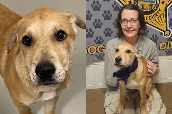 Stark County Sheriff's Office Seeks Loving Home for Spirited Puppy Pax in Canton, OH