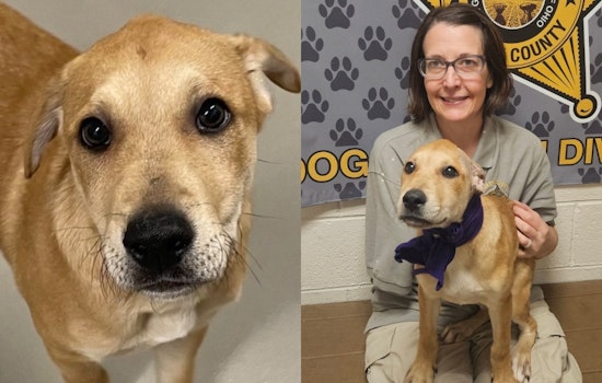 Stark County Sheriff's Office Seeks Loving Home for Spirited Puppy Pax in Canton, OH