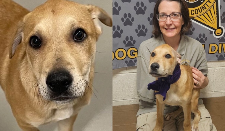 Stark County Sheriff's Office Seeks Loving Home for Spirited Puppy Pax in Canton, OH