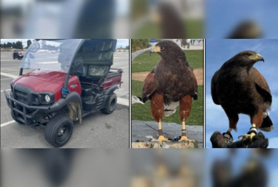 Stolen Harris Hawk Found, Another Remains Missing After SoFi Stadium Theft; Inglewood Police Seek Public's Help