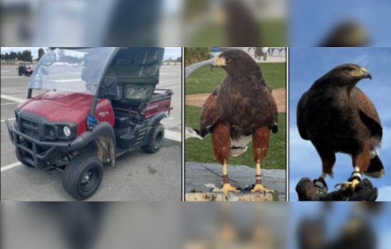 Stolen Harris Hawk Found, Another Remains Missing After SoFi Stadium Theft; Inglewood Police Seek Public's Help