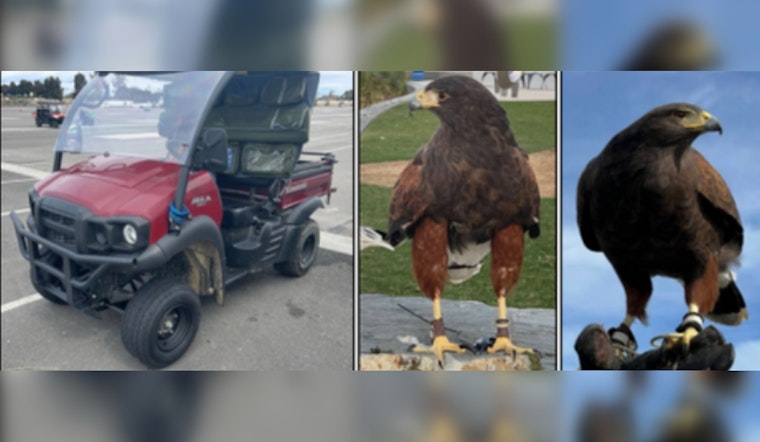 Stolen Harris Hawk Found, Another Remains Missing After SoFi Stadium Theft; Inglewood Police Seek Public's Help