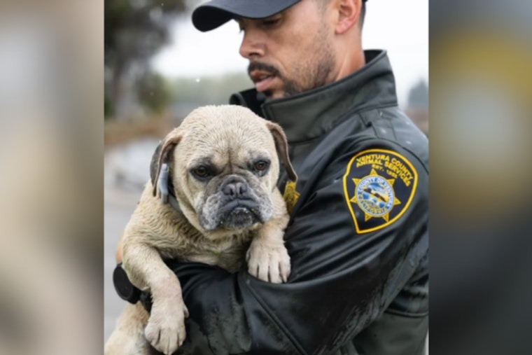 Stranded Pooch Rescued from Stormwaters by Ventura County Teams in Camarillo