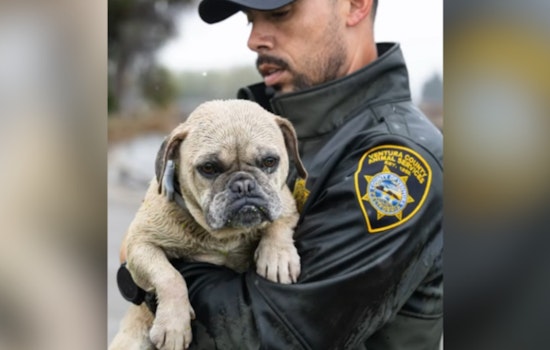 Stranded Pooch Rescued from Stormwaters by Ventura County Teams in Camarillo