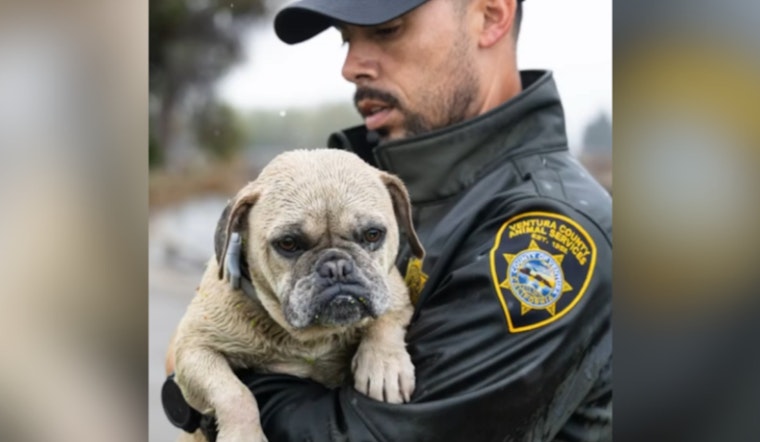 Stranded Pooch Rescued from Stormwaters by Ventura County Teams in Camarillo