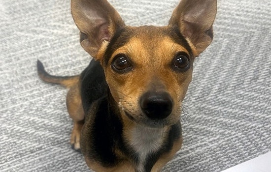 Stray Pup "Louie" Charms Fort Worth Airport Staff and Lands in Local Adoption Center