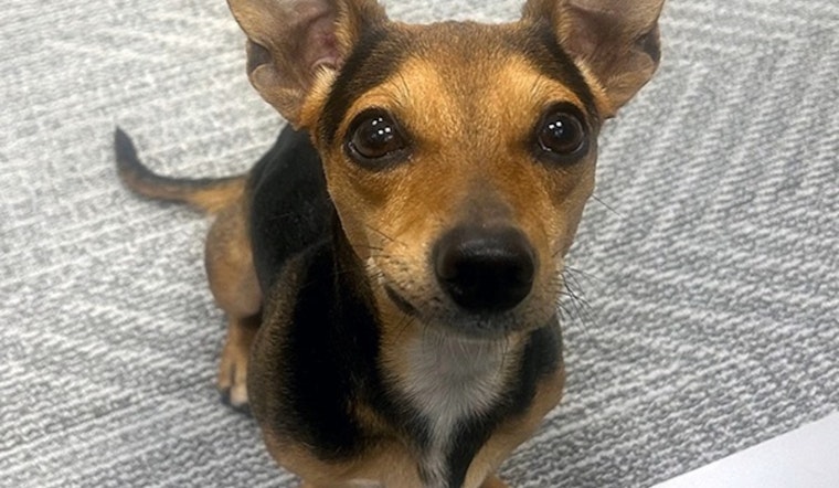 Stray Pup "Louie" Charms Fort Worth Airport Staff and Lands in Local Adoption Center