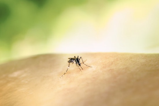 Sugar Land Officials Warn of Mosquitoes Carrying West Nile Virus and Urge Precautions