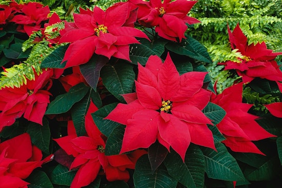 Support Domestic Abuse Survivors with Annual Poinsettia Sale Fundraiser in Scott County