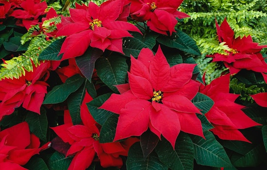 Support Domestic Abuse Survivors with Annual Poinsettia Sale Fundraiser in Scott County