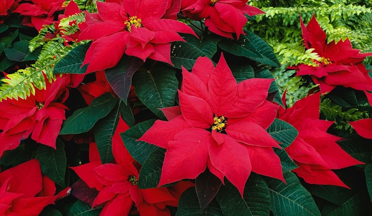 Support Domestic Abuse Survivors with Annual Poinsettia Sale Fundraiser in Scott County
