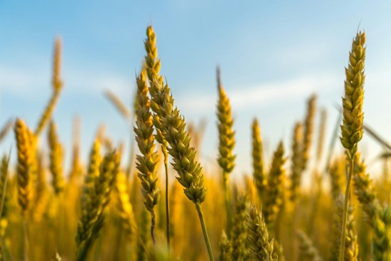 Tennessee Department of Agriculture Invests Over $560K in Specialty Crops Projects