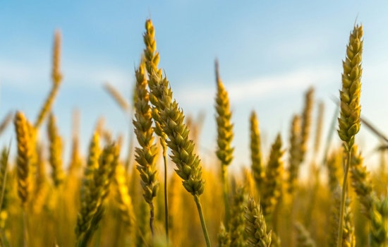 Tennessee Department of Agriculture Invests Over $560K in Specialty Crops Projects