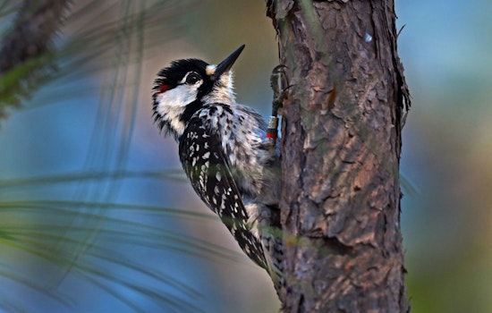 Tennessee Gears Up for Return of Red-cockaded Woodpecker in Statewide Conservation Effort