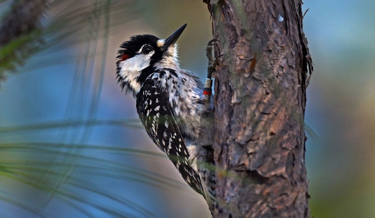 Tennessee Gears Up for Return of Red-cockaded Woodpecker in Statewide Conservation Effort