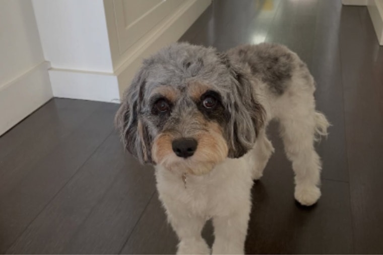Tiburon Resident Reunites with Lost Dog Thanks to AirTag, Suspect Charged with Grand Theft