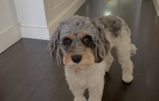 Tiburon Resident Reunites with Lost Dog Thanks to AirTag, Suspect Charged with Grand Theft