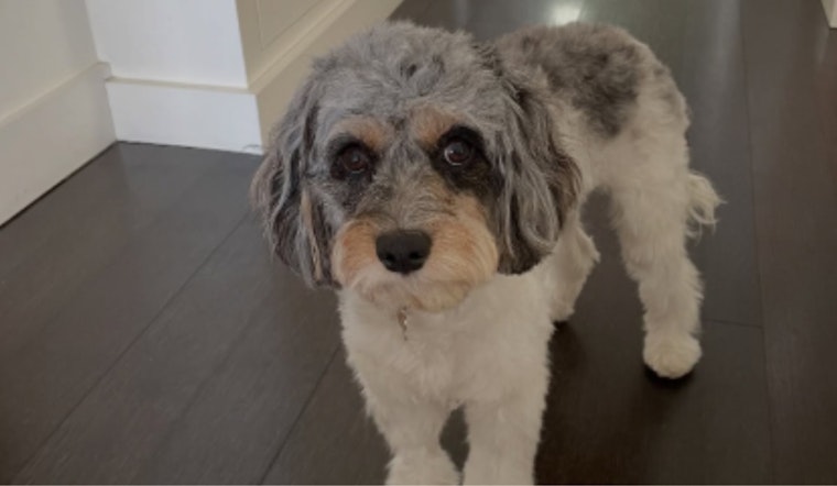 Tiburon Resident Reunites with Lost Dog Thanks to AirTag, Suspect Charged with Grand Theft