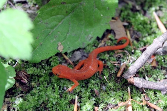 Tilden Regional Park's South Park Drive Closes for Annual Newt Migration: Pedestrians and Cyclists Welcome