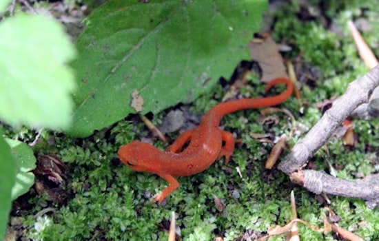 Tilden Regional Park's South Park Drive Closes for Annual Newt Migration: Pedestrians and Cyclists Welcome