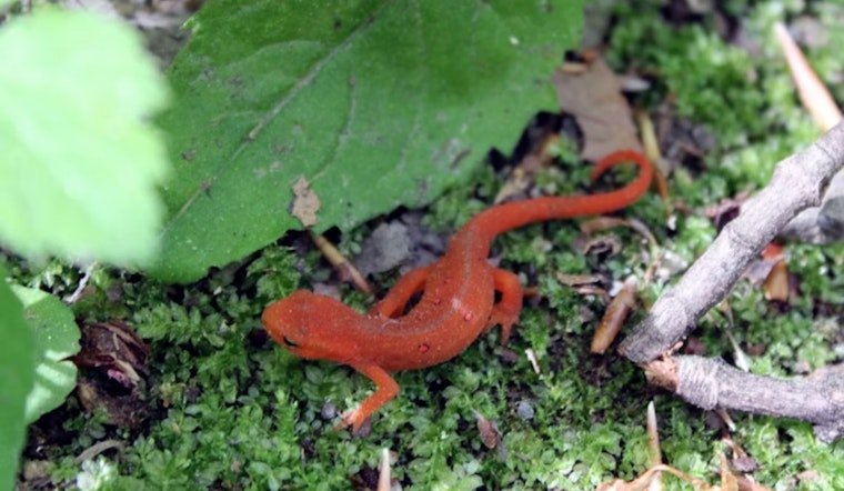 Tilden Regional Park's South Park Drive Closes for Annual Newt Migration: Pedestrians and Cyclists Welcome