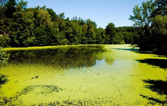 Toxic Algae Advisory Issued for Offutt Lake and Lake Lawrence in Thurston County