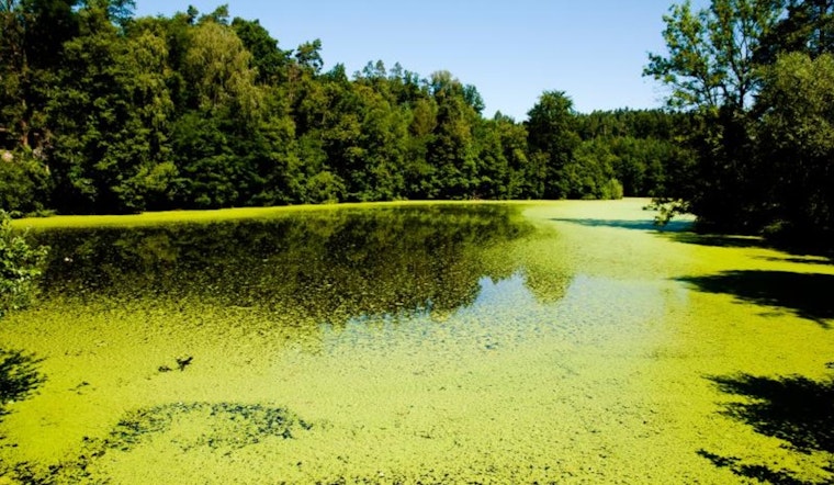 Toxic Algae Advisory Issued for Offutt Lake and Lake Lawrence in Thurston County