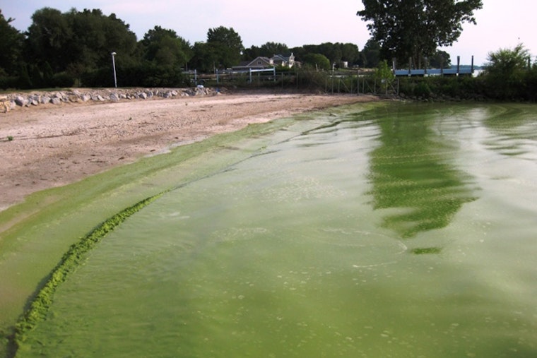Toxic Algae Bloom Prompts Health Warning for Pattison Lake Residents in Thurston County