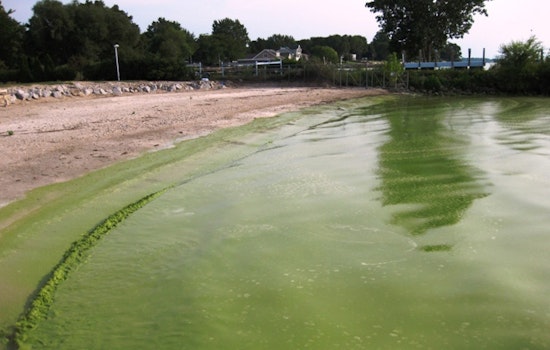 Toxic Algae Bloom Prompts Health Warning for Pattison Lake Residents in Thurston County