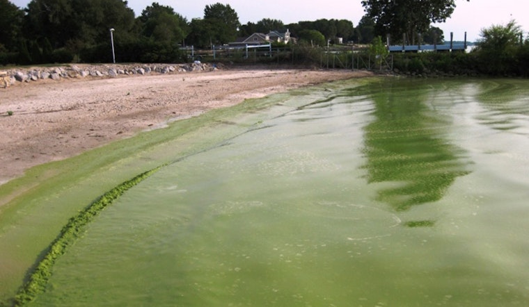 Toxic Algae Bloom Prompts Health Warning for Pattison Lake Residents in Thurston County