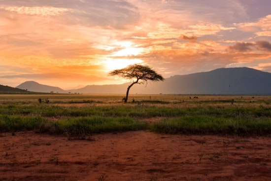 Umbrella Acacia Trees in Africa Exhibit Unusual Growth Spurt During Drought, The Ohio State University Study Reveals