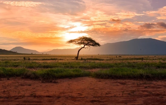 Umbrella Acacia Trees in Africa Exhibit Unusual Growth Spurt During Drought, The Ohio State University Study Reveals