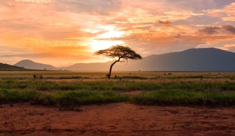 Umbrella Acacia Trees in Africa Exhibit Unusual Growth Spurt During Drought, The Ohio State University Study Reveals