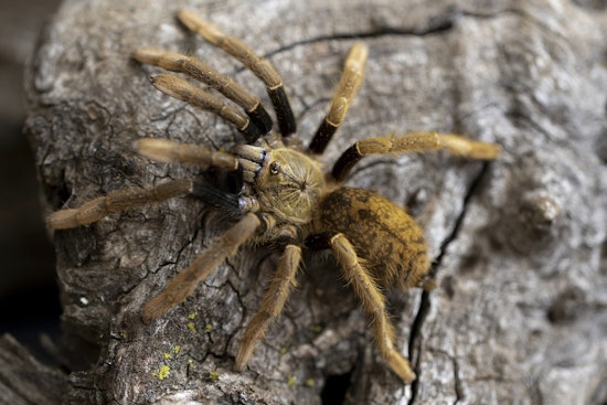 University of Missouri–St. Louis Research Unravels Mysteries of Tarantula Growth and Ecosystem Impact
