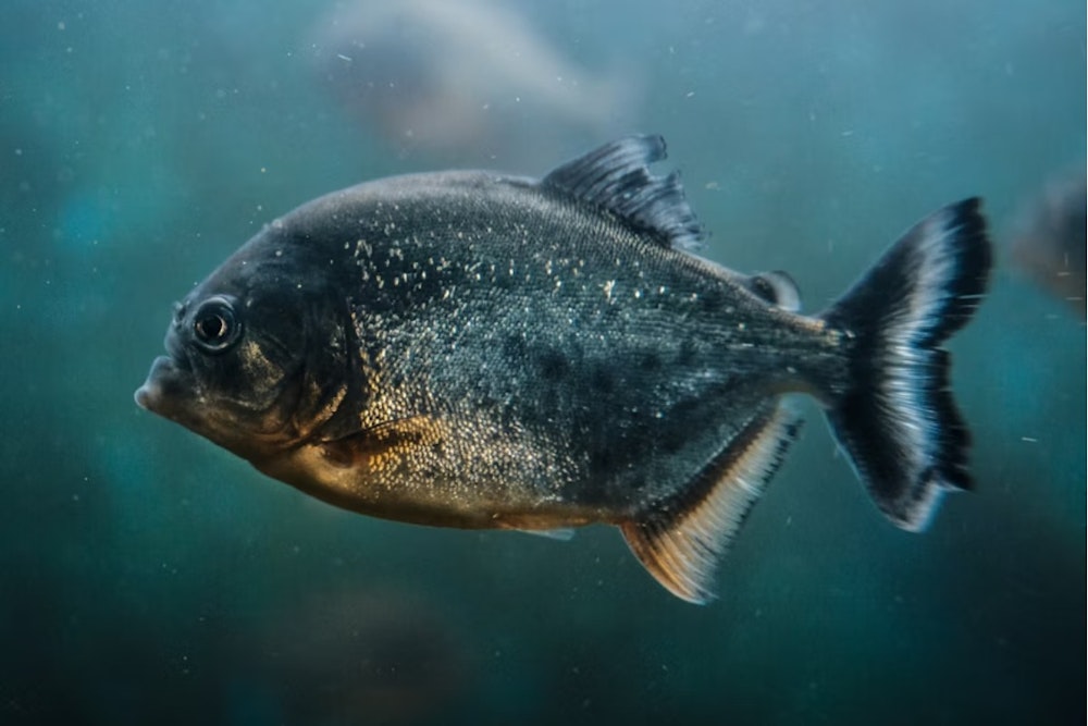 University of Utah Scientists Synthesize Fish Protein Mimic to Revolutionize Cold Chain for Food and Pharmaceuticals