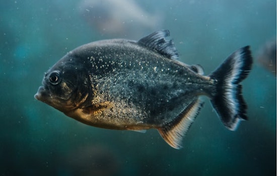 University of Utah Scientists Synthesize Fish Protein Mimic to Revolutionize Cold Chain for Food and Pharmaceuticals