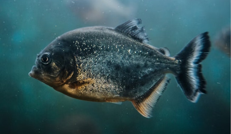 University of Utah Scientists Synthesize Fish Protein Mimic to Revolutionize Cold Chain for Food and Pharmaceuticals