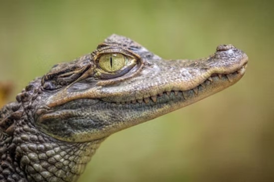Unlikely Ally Aids in Serendipitous Rescue of Belle Isle Alligator, Reptile to Find New Home at Great Lakes Serpentarium in Westland
