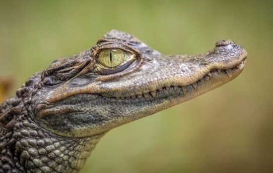Unlikely Ally Aids in Serendipitous Rescue of Belle Isle Alligator, Reptile to Find New Home at Great Lakes Serpentarium in Westland