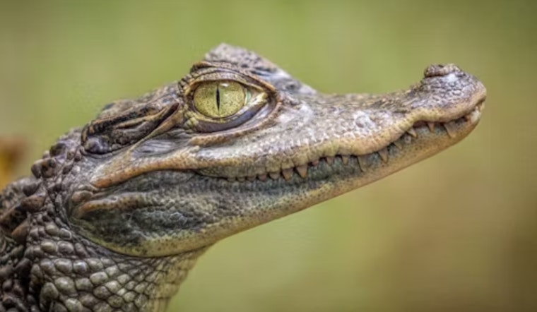 Unlikely Ally Aids in Serendipitous Rescue of Belle Isle Alligator, Reptile to Find New Home at Great Lakes Serpentarium in Westland
