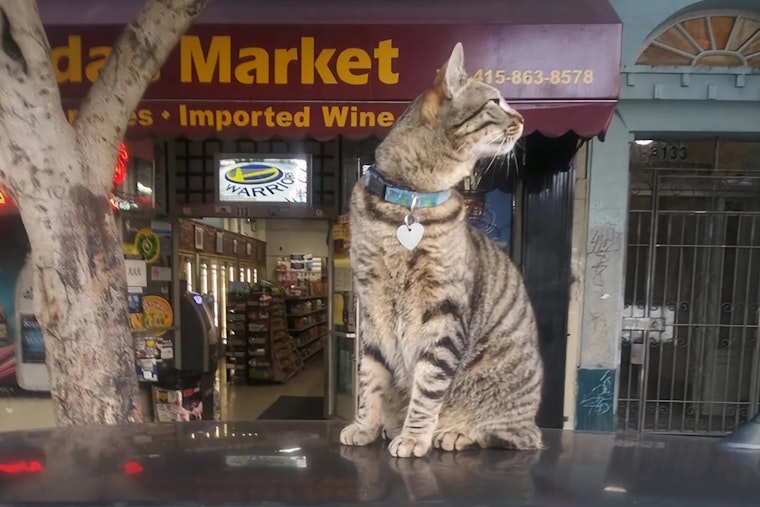 UPDATE: Waymo Acknowledges Bodega Cat KitKat Struck by Autonomous Waymo Vehicle