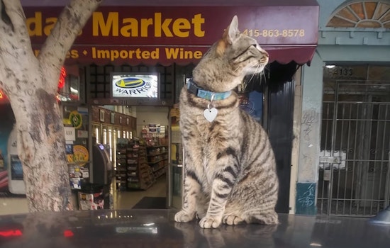 UPDATE: Waymo Acknowledges Bodega Cat KitKat Struck by Autonomous Waymo Vehicle