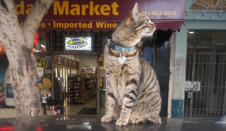 UPDATE: Waymo Acknowledges Bodega Cat KitKat Struck by Autonomous Waymo Vehicle