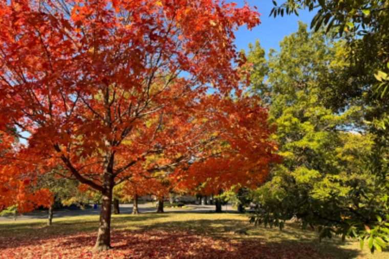 Upper Arlington Unveils Interactive Leaf Trail Map for Optimal Fall Foliage Viewing