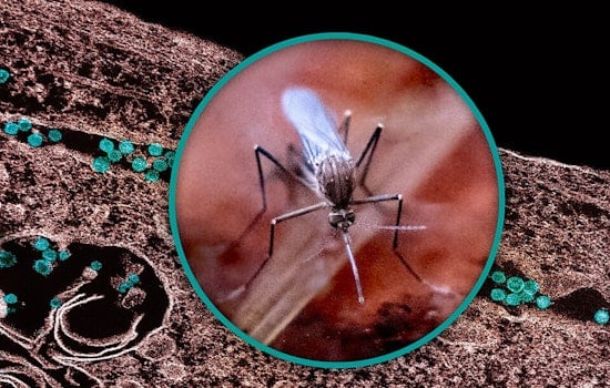 USU Study Reveals Disturbing Spread of Disease-Carrying Mosquitoes in Utah Amid Rising West Nile Virus Cases