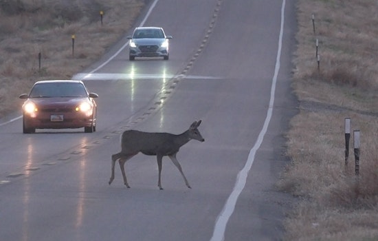 Utah Drivers Urged to Watch for Deer During Peak Migration as Daylight Saving Time Ends