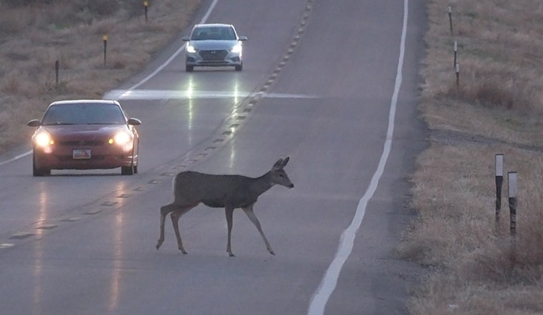 Utah Drivers Urged to Watch for Deer During Peak Migration as Daylight Saving Time Ends