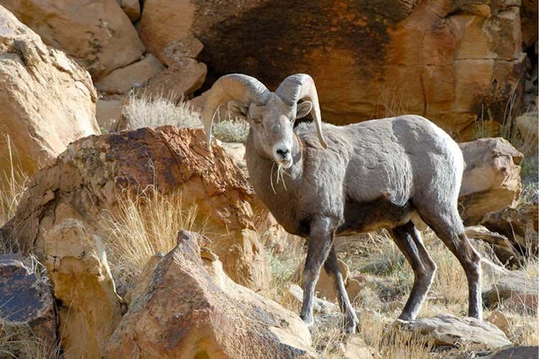Utah Hunters Gear Up for 2026 Sportsman Permit Applications Opening Oct. 28